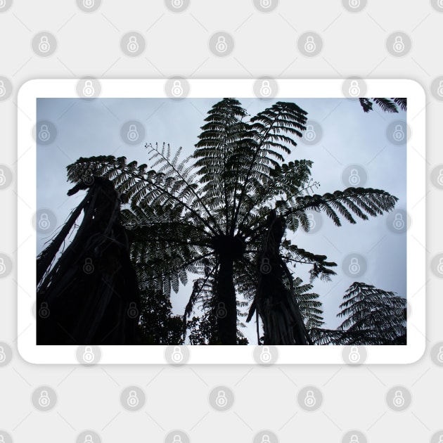 Tree Fern Silhouette Sticker by KaSaPo